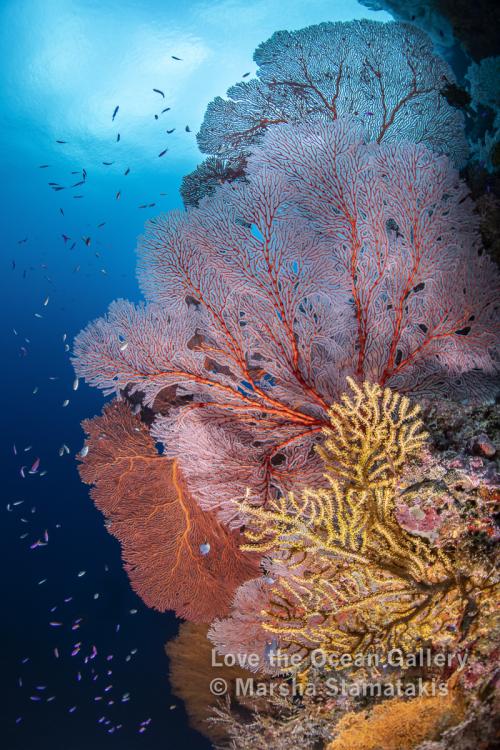 Colorful Coral Reef